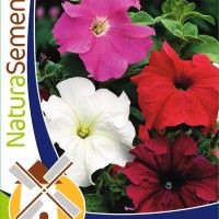 Petunia Grandiflora Mix