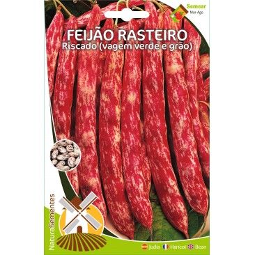 Feijo Rasteiro Riscado (Vagem V.E Gro)