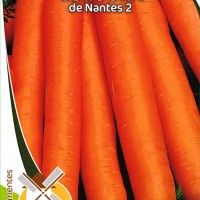 Cenoura Nantes 2