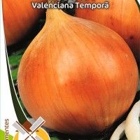 Cebola Valenciana Tempor