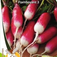 Rabanete Flamboyant