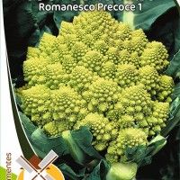 Couve Brculo Romanesco