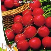 Rabanete Cherry Belle