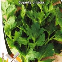 Salsa Gigante D Italia