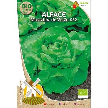 Alface Maravilha De Vero Ks2 Bio