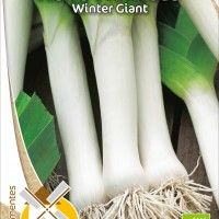 Alho Francs Winter Giant Bio