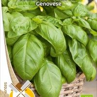 Mangerico Genovese Bio