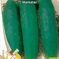 Pepino Marketer Bio