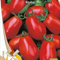 Tomate Roma Bio