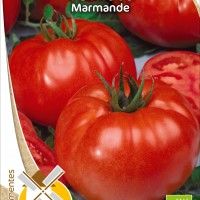 Tomate Marmande Bio